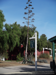 1927_SanDiego_Oldtown.png